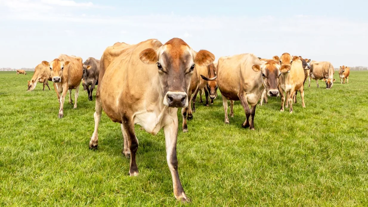 Herd of fawn Jersey cows walking towards camera across a green field