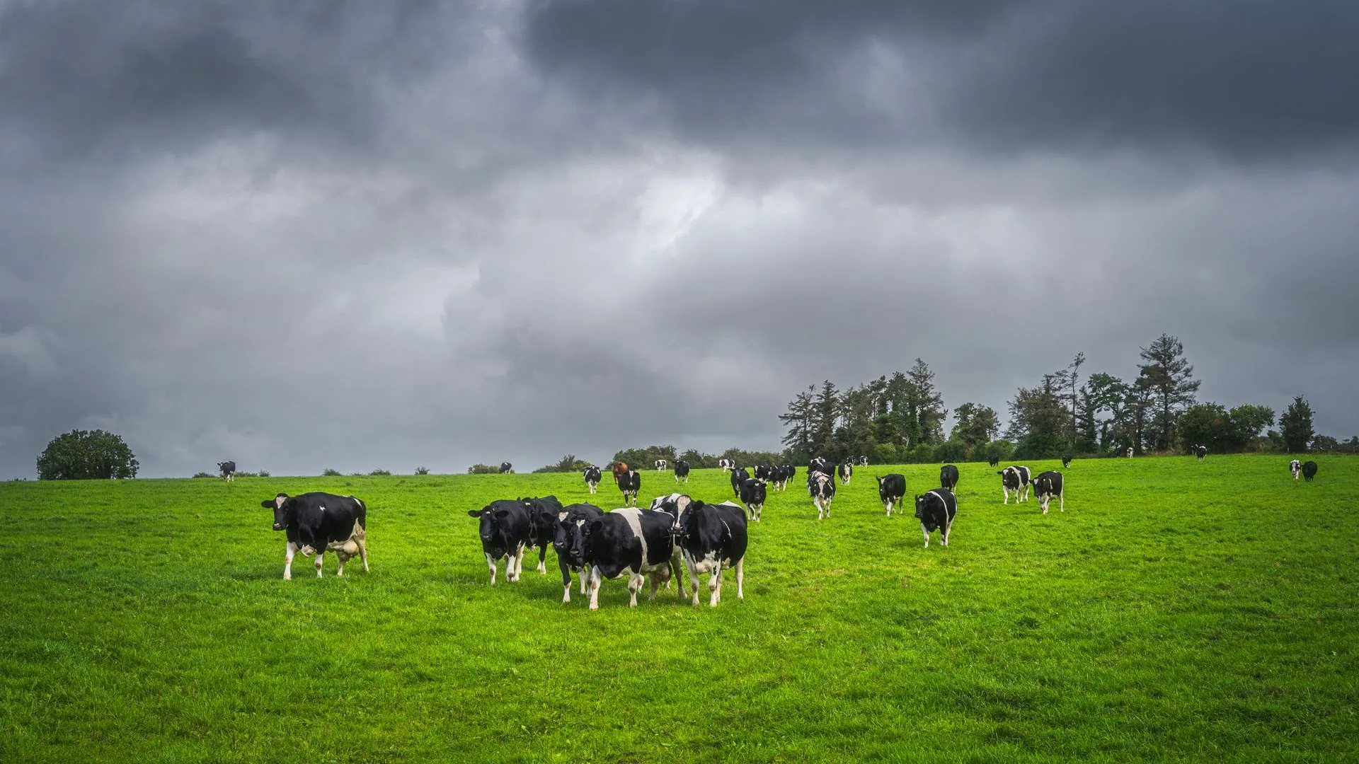 Herd of black and white dairy cows grazing green pasture under stormy skies