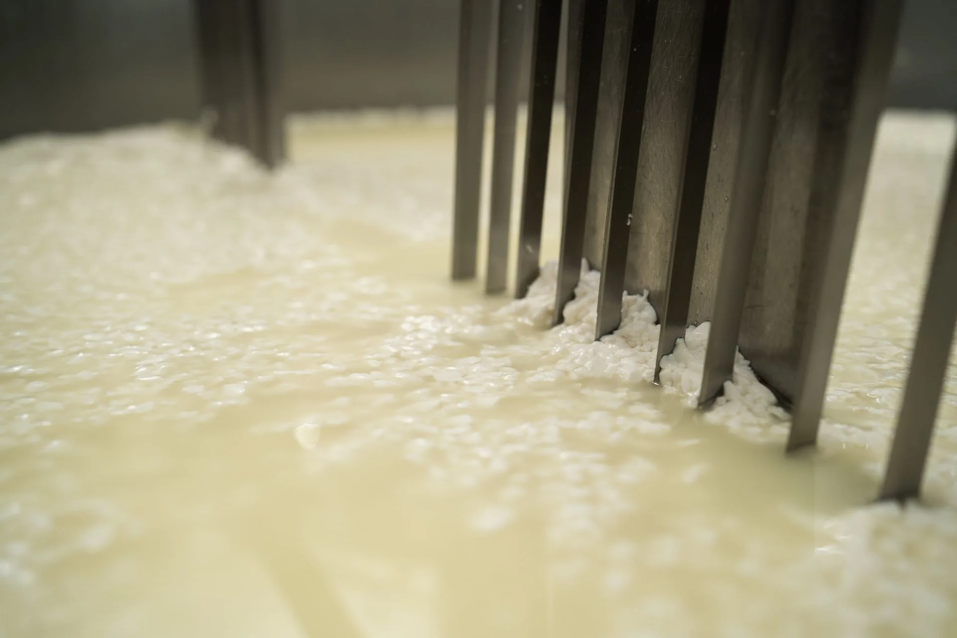 Curds separating from whey around steel cutting blades in a cheesemaking vat