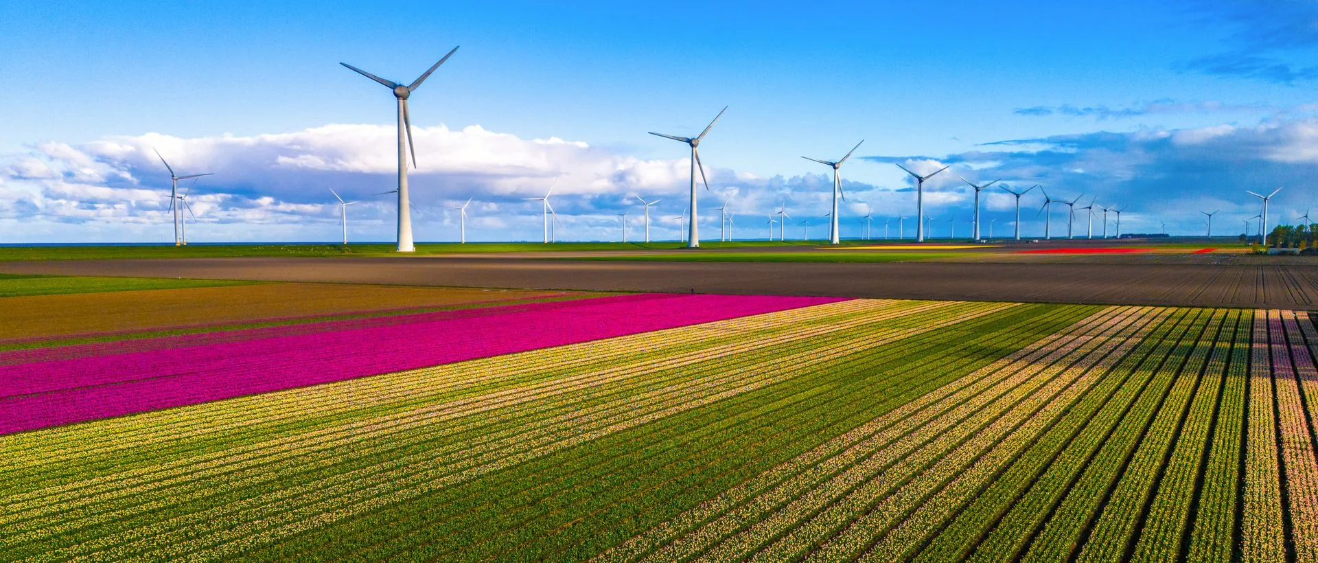 Aerial view of wind turbines above striped pink and green tulip fields