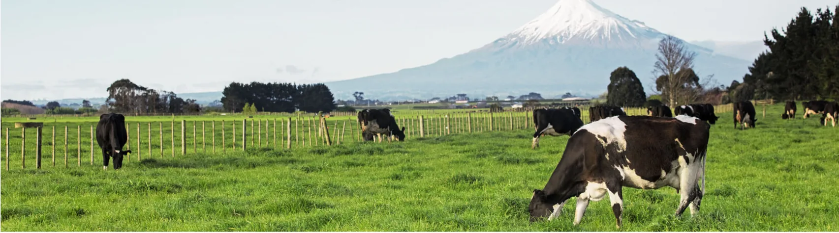 New Zealand's ICDA success strengthens UK export prospects