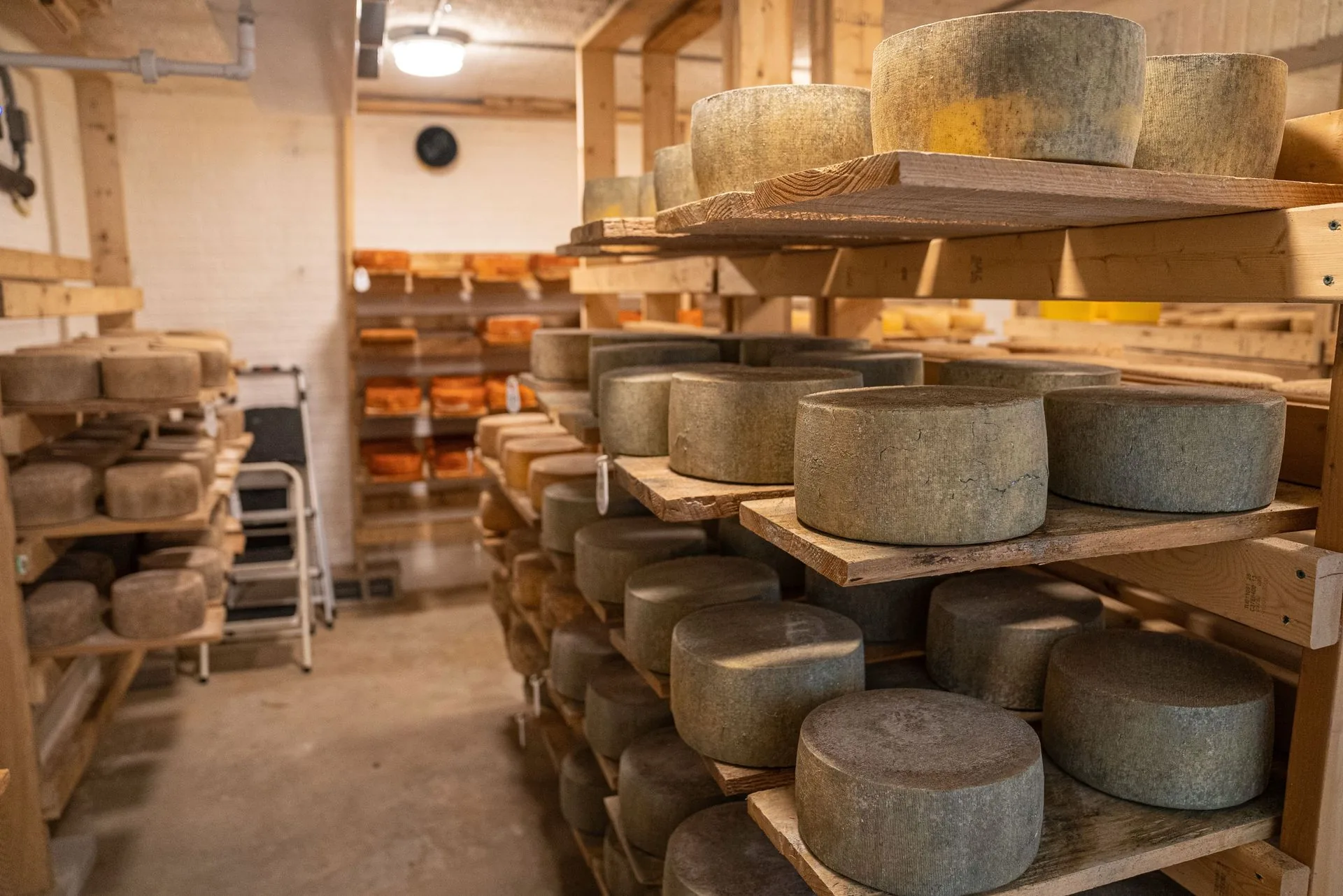 Wheels of cheese maturing on wooden shelves in a stone-walled ageing cellar